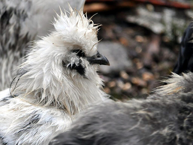 Das erste Ei einer Seidenhuhn-Henne - Schwarzwaldhuhn